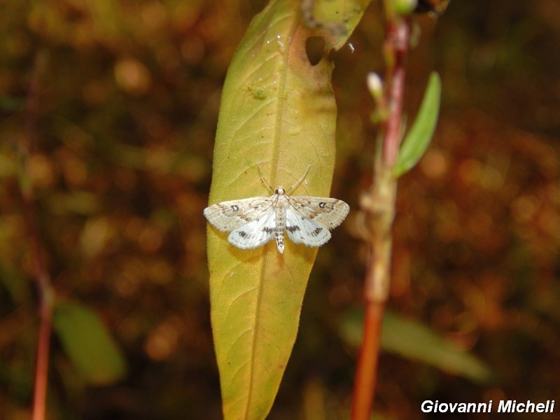 Parapoynx stratiotata (Crambidae)